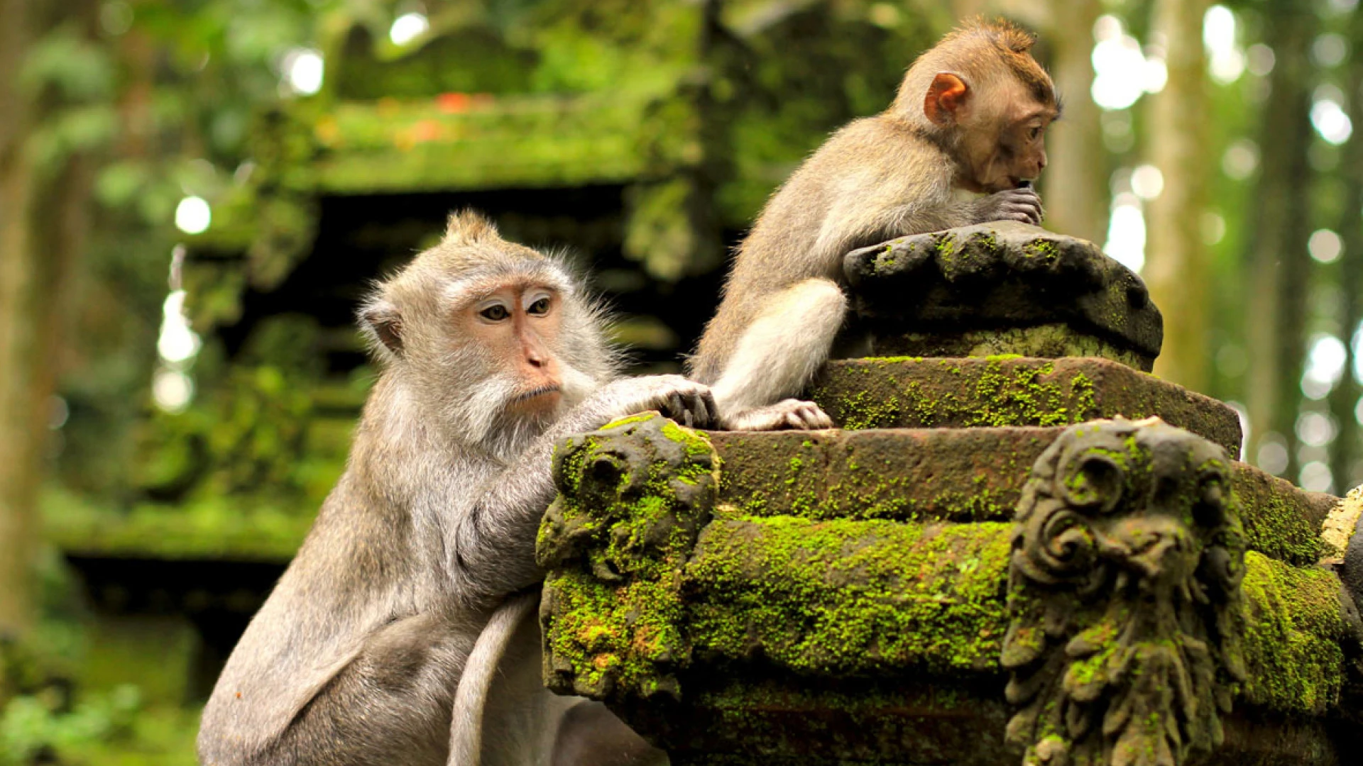 Visit Sacred Monkey Forest Sanctuary