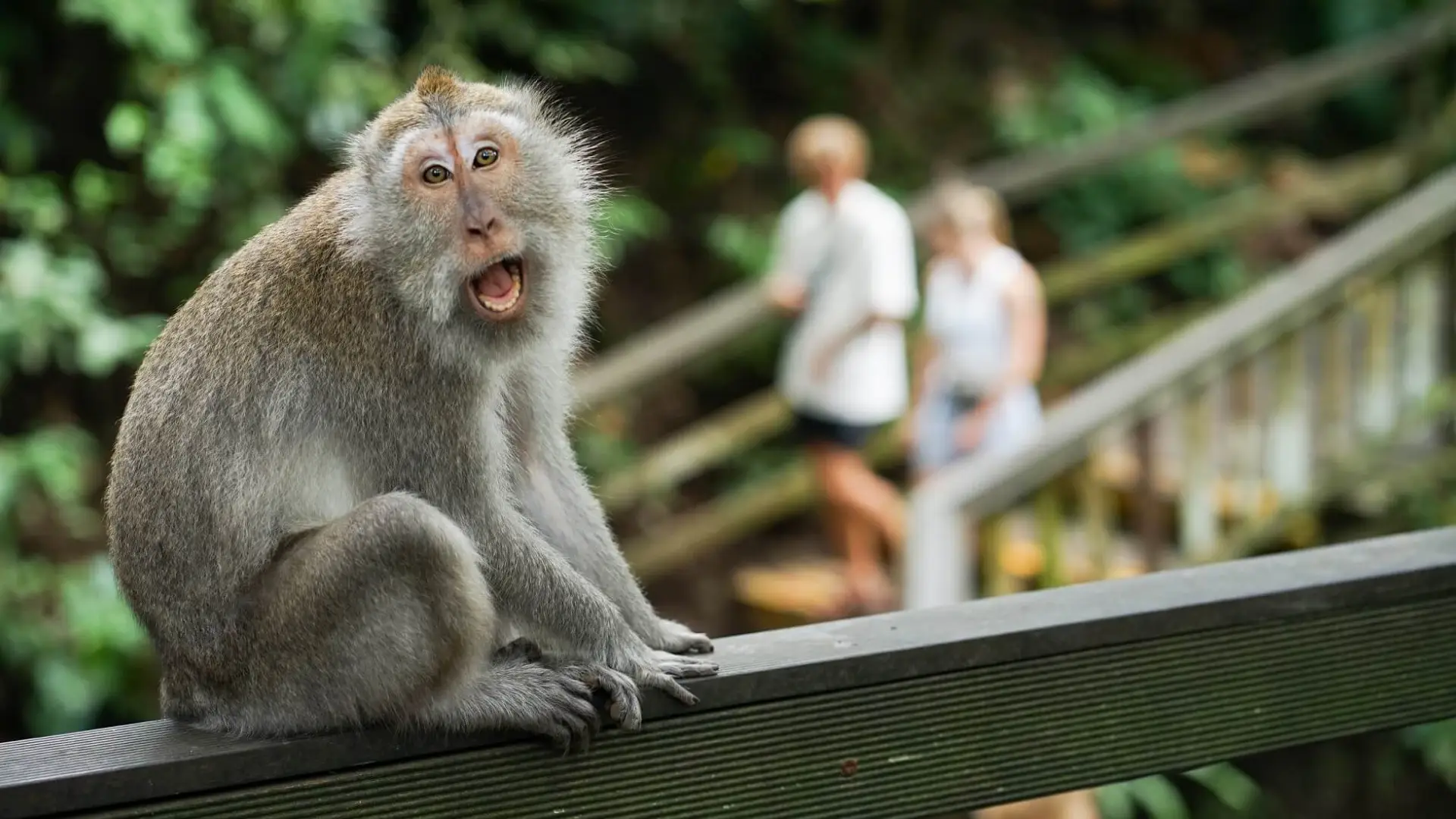 Family activity Adiwana Monkey Forest