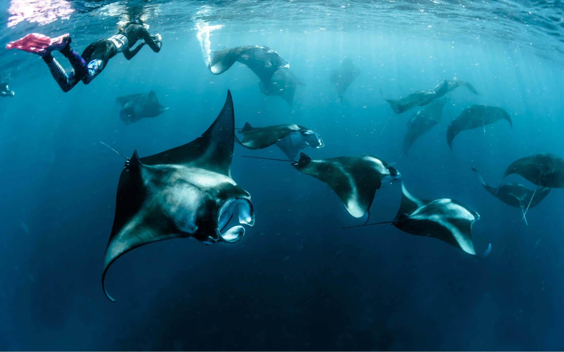 Discover the Best Manta Experience in Nusa Penida