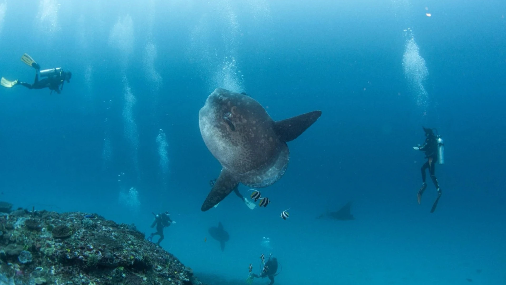 Why July & August Are the Best Time to Visit Nusa Penida